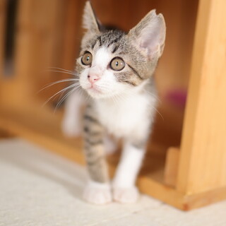 女の子らしい可愛い子