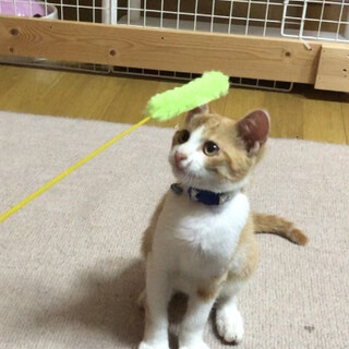 僕のおうち見つかりました