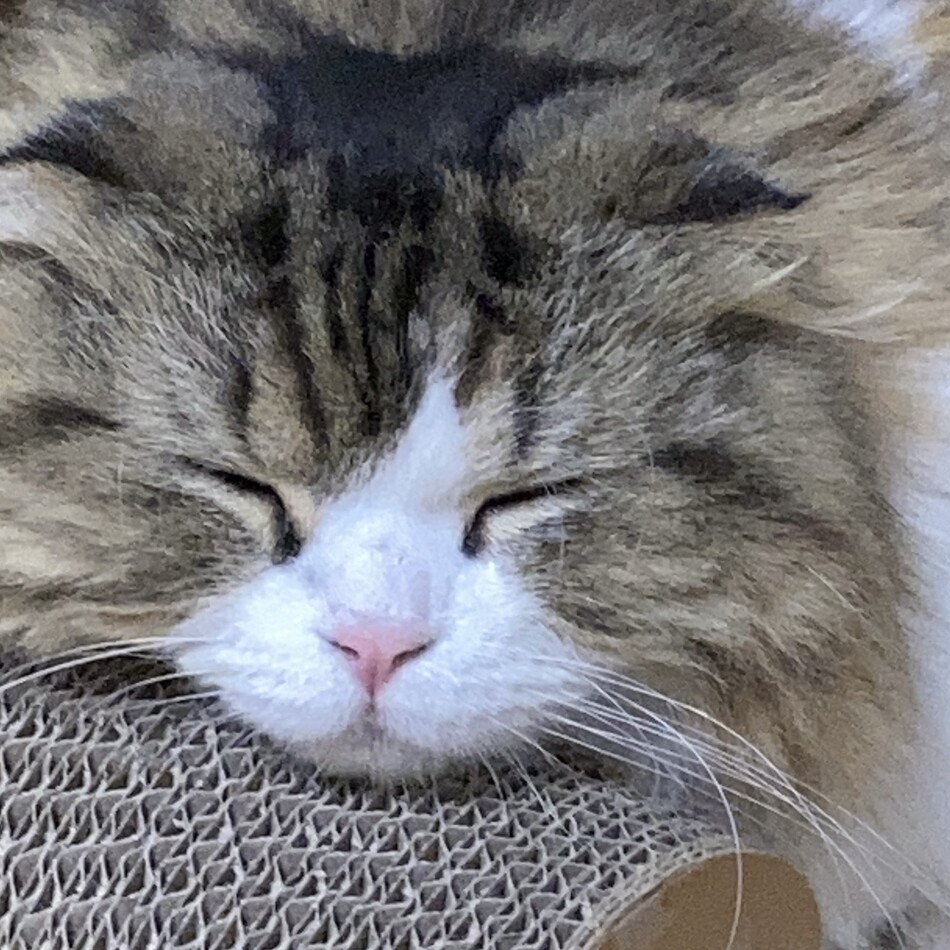 こまるのカバー写真