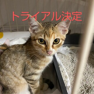 可愛いキジシロの女の子