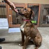 プロットハウンドmix「モモ」くん3〜5歳 サムネイル3