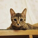 コナちゃん
