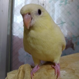 サザナミインコクリーム里親様募集