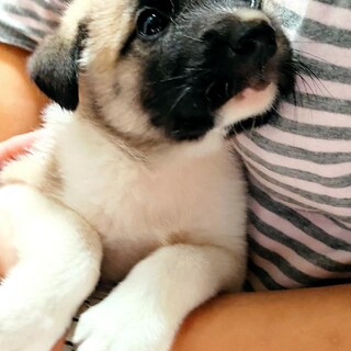 お目目くりくりコロコロ 山口県 犬の里親募集 ペットのおうち 月間利用者150万人