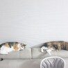 にゃんにゃん83