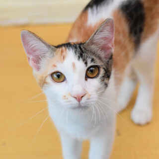 三毛猫のキナちゃん