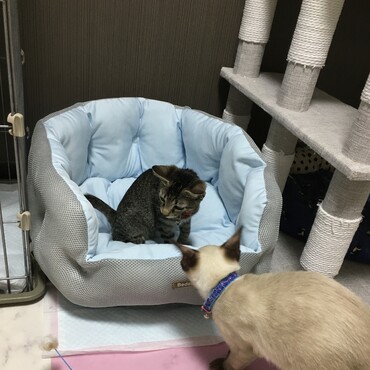 ひんやりベッド見聞中のしのぶとむいむい(●︎´▽︎`●︎)