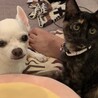 人馴れ◎5ヶ月の子猫 サムネイル2
