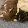 人馴れ◎5ヶ月の子猫 サムネイル3