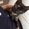人馴れ◎5ヶ月の子猫 サムネイル4
