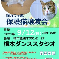 9/12(日）柏市　猫カフェ風保護猫譲渡会 サムネイル1