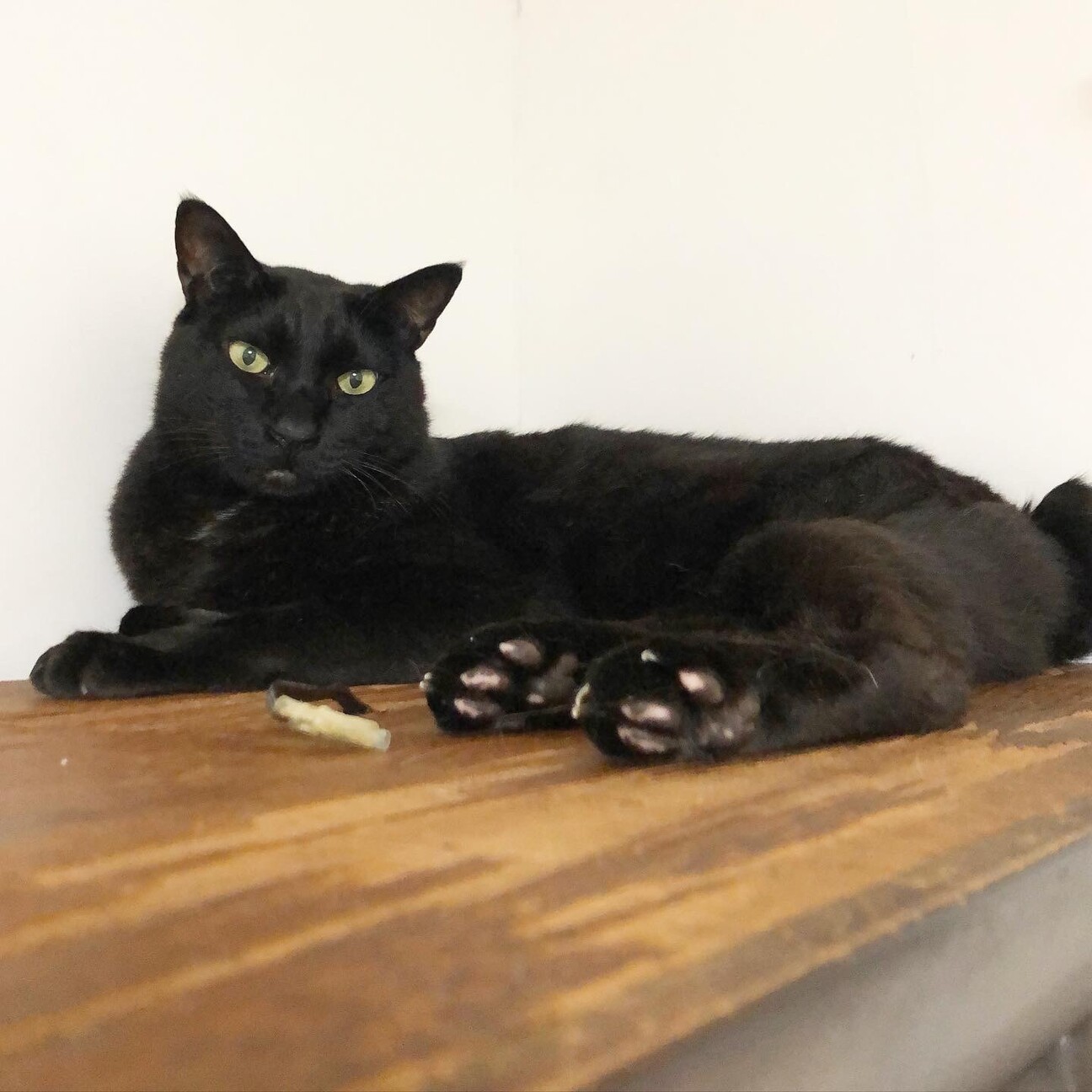 大柄なほぼ黒猫／首元と」千葉県 - 猫の里親募集(378184) :: ペット 