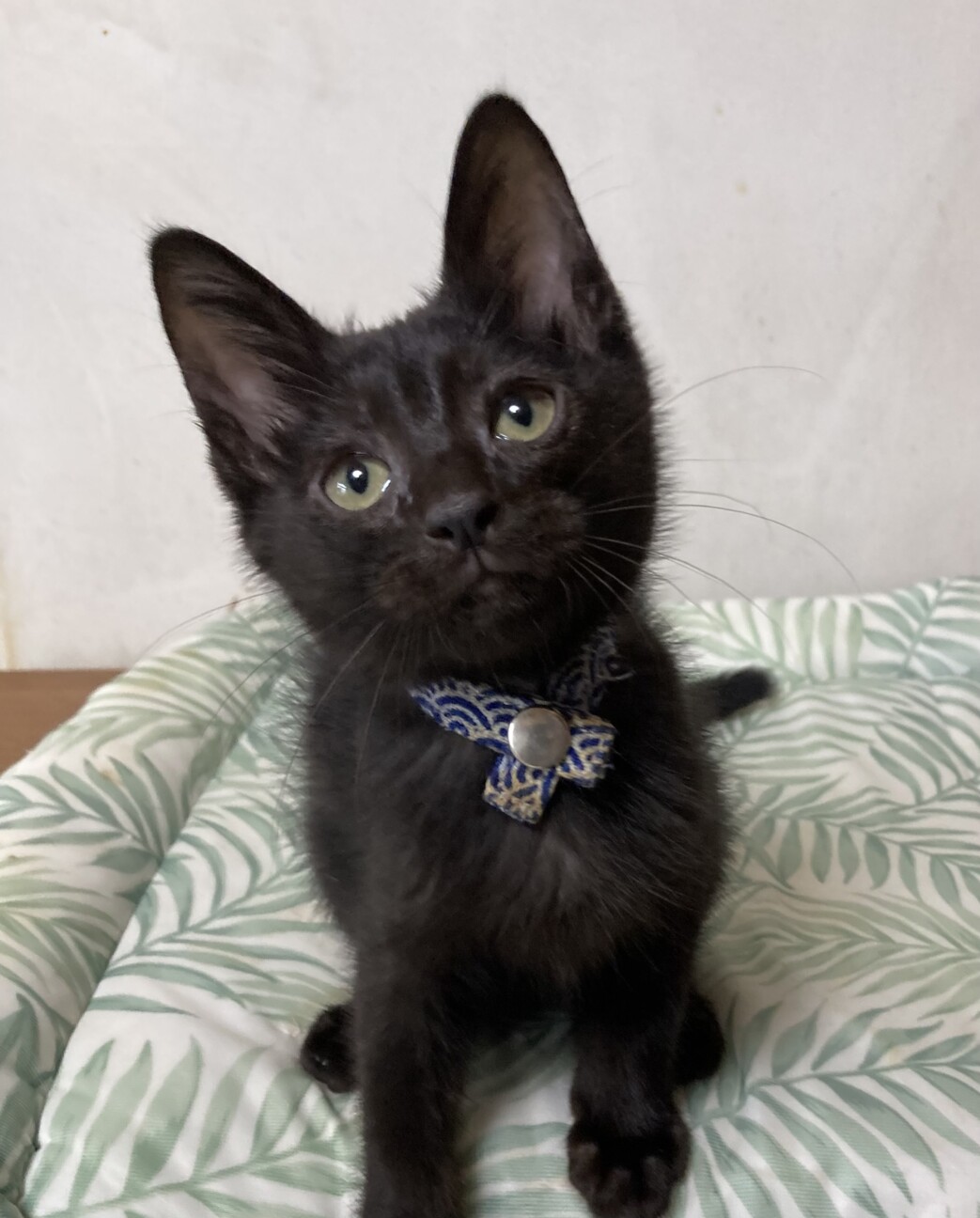 チーターベビー(灰)♡里親様募集～♡まなあきちゃん御予約♥(*´艸｀*) チーターベビー(灰)♡里親様募集～♡まなあきちゃん御予約♥(*´