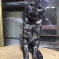 しましまの黒猫2ヶ月