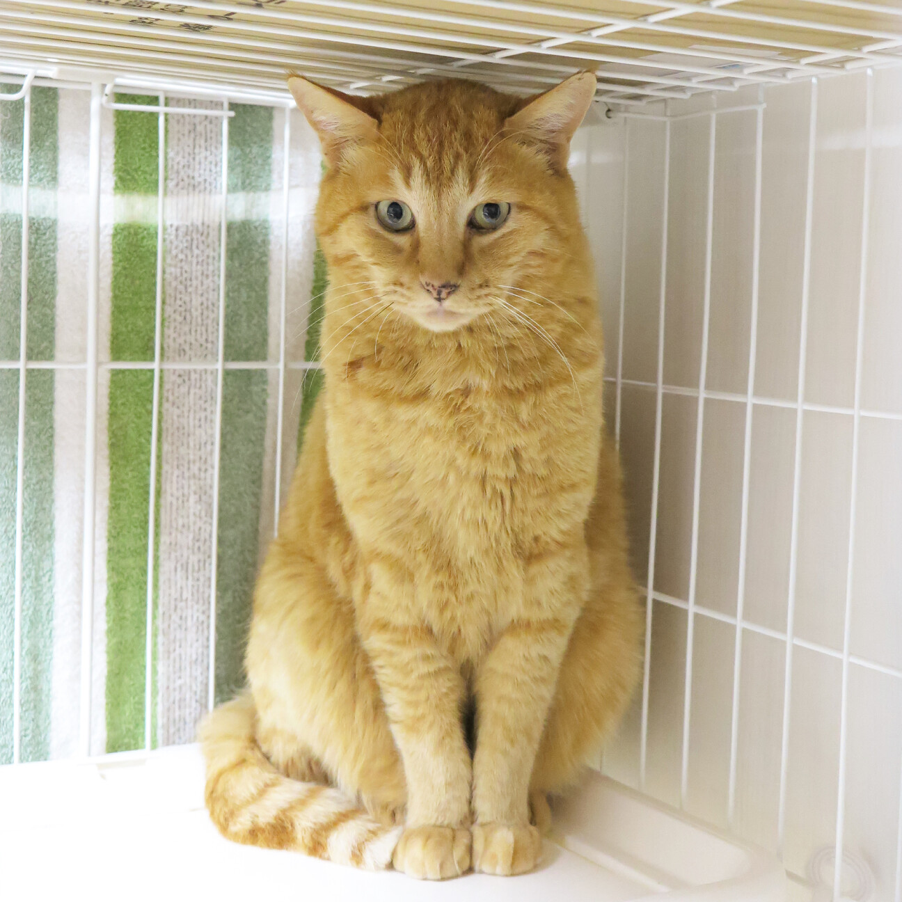 10歳くらいのシャイな茶」千葉県 - 猫の里親募集(378188) :: ペット