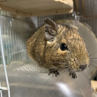 野菜が大好きモチちゃん