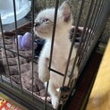 シャム風ミックスの子猫