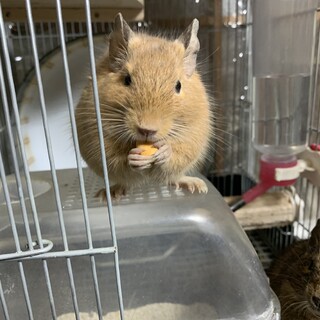 色が綺麗なデグーサンドのキナコちゃん