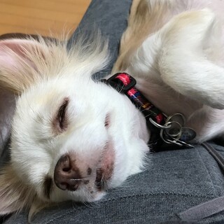 甘えん坊で食いしん坊のおばあちゃんチワワすぅ