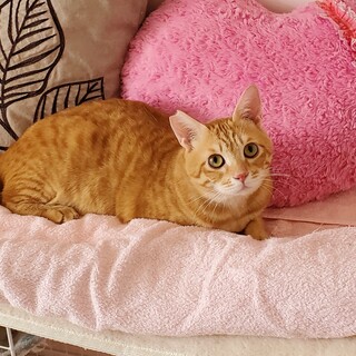 ハンディを思わせない 穏やかで 可愛い茶トラくん