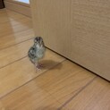 ウズラの雛です