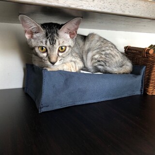 人も猫も大好き、そう子