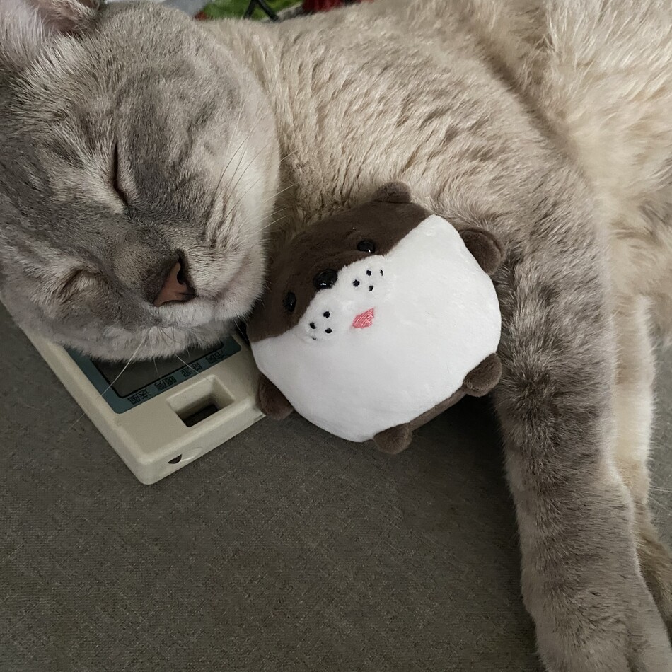 リツのカバー写真