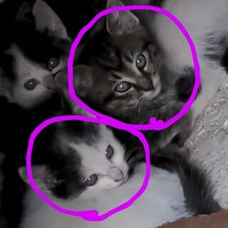 元気できれいな顔立ちの子たちです。(野良）