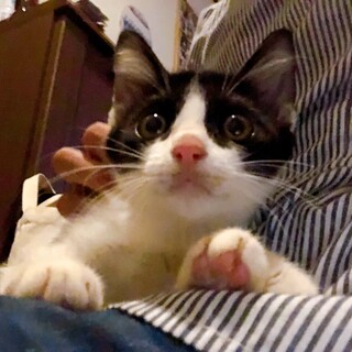 とってもキュートなハチワレちゃんです(^^)
