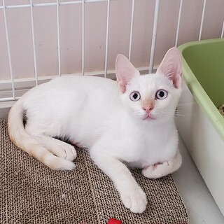 毛が抜けにくい クリーム色の子猫