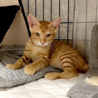 可愛い茶トラの男の子