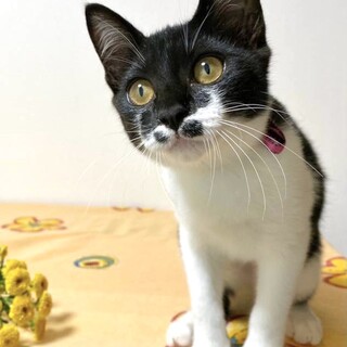 8/21(土)大阪都島区で譲渡会！えくぼ柄の子猫