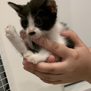 産まれたばかりの子猫