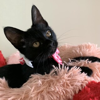 ８/21(土)譲渡会(大阪・都島区)　黒子猫