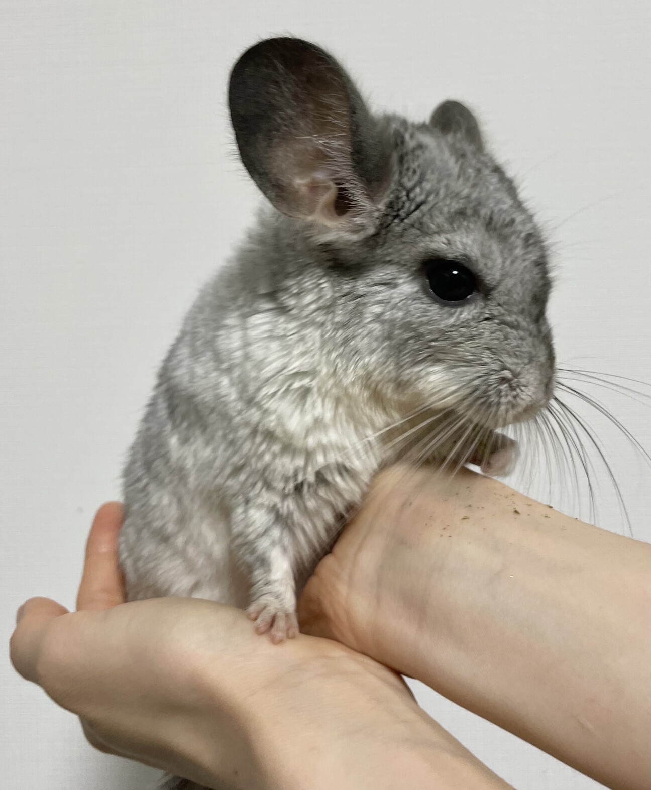 チンチラ女の子里親様募集 愛知県 小動物の里親募集 ペットのおうち 月間利用者150万人