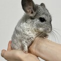 チンチラ女の子里親様募集