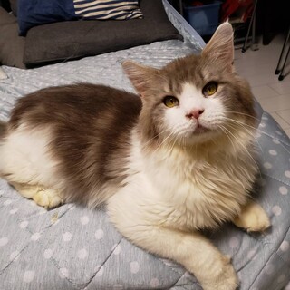 12/18譲渡会参加 懐こいメインクーンの男の子