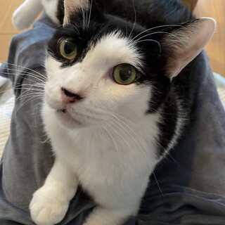 3本脚のトモ君、めちゃ可愛く元気です♡