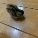 ウズラの雛の里親募集します