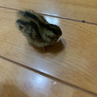 ウズラの雛の里親募集します