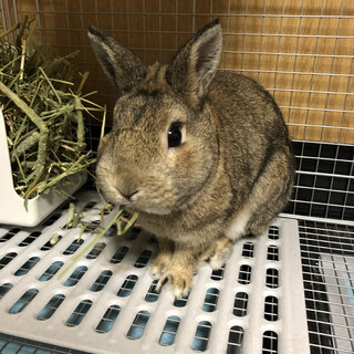 イケメン2歳半ネザーランドドワーフ