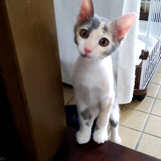 ほんわかパステル三毛の可愛いゴマちゃん