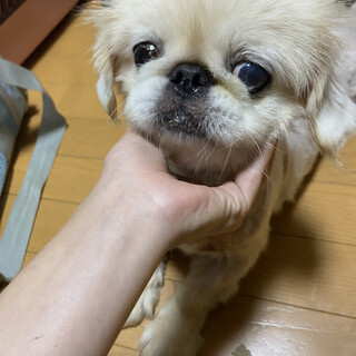 急募。小さめペキニーズ女の子