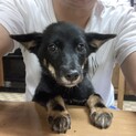 生後約3ｹ月の子犬里親緊急募集