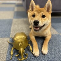 まめ助