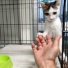 母親がいない子猫達の里親さん募集！！ サムネイル5
