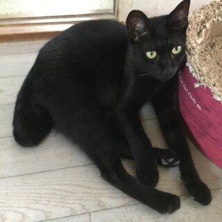 目の色が綺麗なカギしっぽの黒猫ちゃん