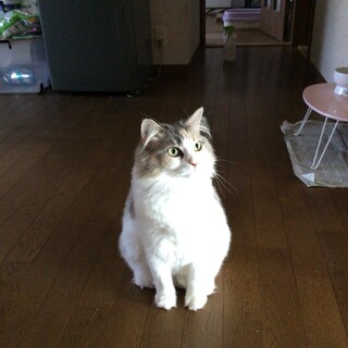 娘が可愛がっていたノルウェージャンフォーレスト