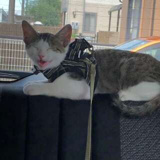 もうすぐ生後5ヶ月甘えんぼ子猫