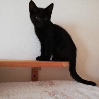 尻尾まっすぐ、綺麗な黒猫クロミちゃん